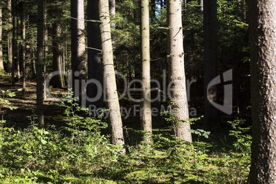 Autumnal morning light in a forest