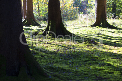 Autumnal morning light in a forest