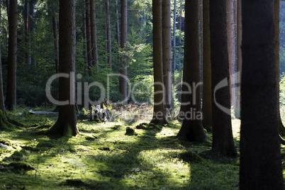 Autumnal morning light in a forest