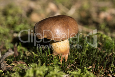 Brown mushroom in the forest