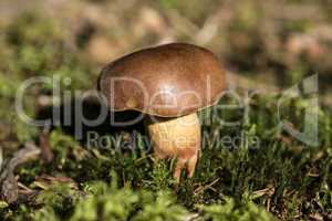 Brown mushroom in the forest