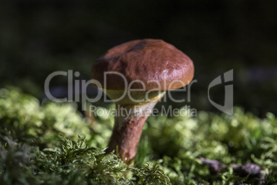 Brown mushroom in the forest