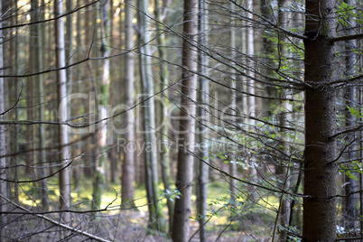 Autumnal morning light in a forest