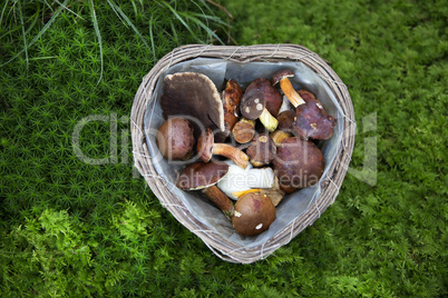 Collected mushroom in a basket