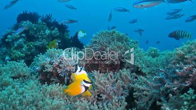 Coral reef with Foxface rabbitfish