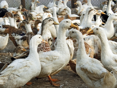 Domestic ducks in the poultry yard