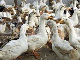 Domestic ducks in the poultry yard