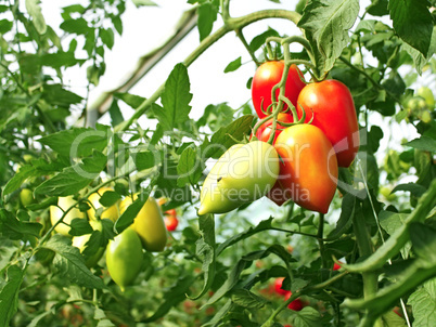 Bunch of oblong red tomatoes