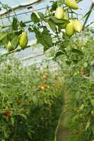 Oblong green tomatoes hanging in hothouse