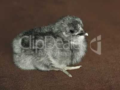 Small gray fluffy chicken