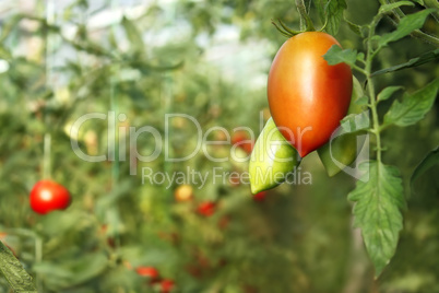Oblong red tomato hanging in greenhouse