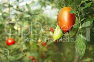 Oblong red tomato hanging in greenhouse