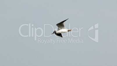 The seagull flying on a background of the sky