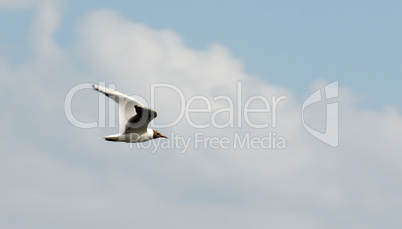 The seagull flying on a background of the sky