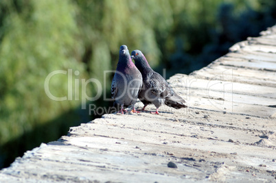 Love games of pigeons on a parapet