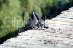 Love games of pigeons on a parapet