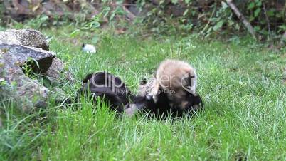 Two puppies playing on grass