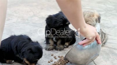 Three puppies eating outside