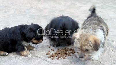 Three puppies eating outside