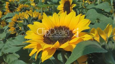 Sunflower field close up