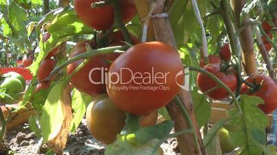 Tomatoes in greenhouse