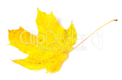 Yellow autumn maple-leaf on white background.