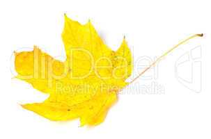 Yellow autumn maple-leaf on white background.