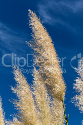 Pampas grass (Cortaderia selloana)