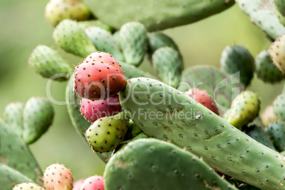 Ripe Prickly pair cactus