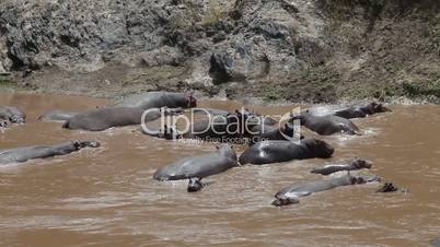 Herd of hippopotamuses in Mara river. Kenya.