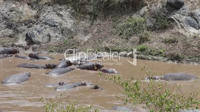 Large herd of hippopotamuses in Mara river. Kenya.