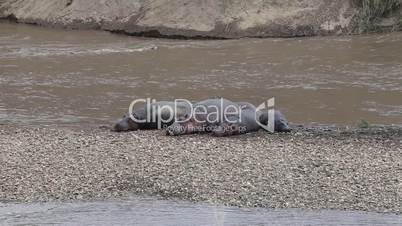 Hippos resting on the river bank.