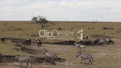 Large herd of zebras grazing in the field.