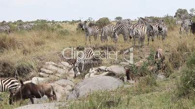 Migration Of Zebras  and  Wildebeest.  Masai Mara. Kenya.