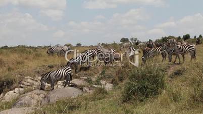 African zebras migrate.