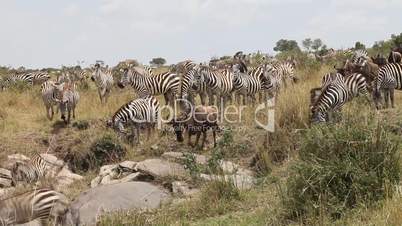 Summer migration of Zebras  in the Masai Mara park.