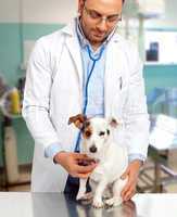 Veterinarian doctor with jack russell