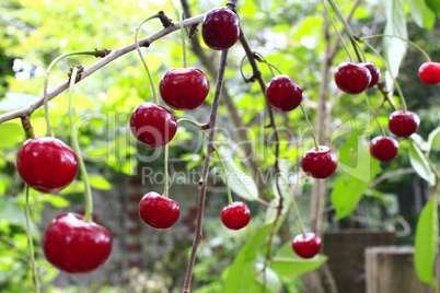 red ripe cherry hanging on the branch