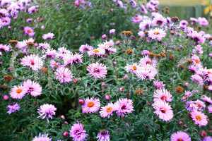 flowers of red beautiful asters