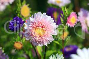 pink and blue beautiful asters