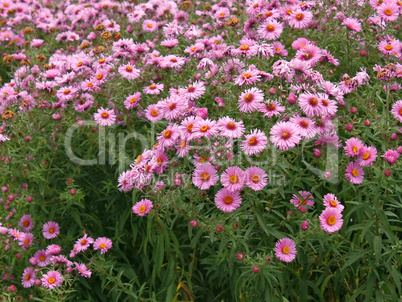 Chrysanthemums on flowerbed