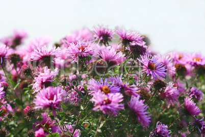 flowers of red beautiful asters