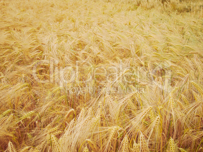 Retro look Barleycorn field