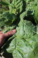 harvesting leaves of tobacco-plant