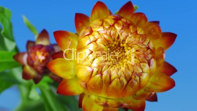 Strohblume (Helichrysum)