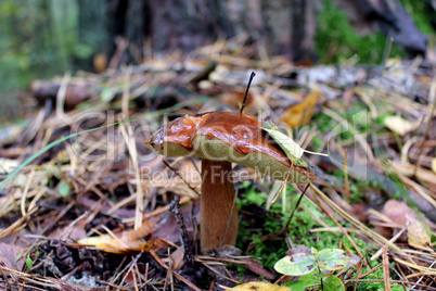 nice unique mushroom of Suillus