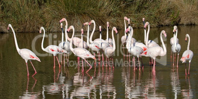 Greater flamingos, phoenicopterus roseus, Camargue, France