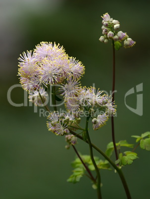 Greater meadow-rue, thalictrum aquilegiifolium