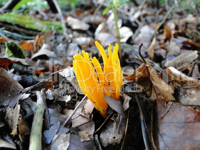 Ziegenbart  (Calocera viscosa)