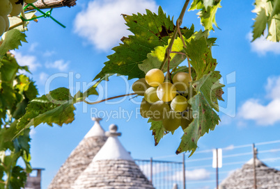 Grape on a beautiful summer day in Alberobello, Apulia - Italy